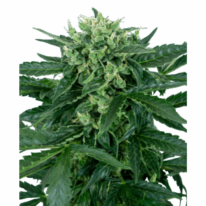 Sensi Amnesia Auto