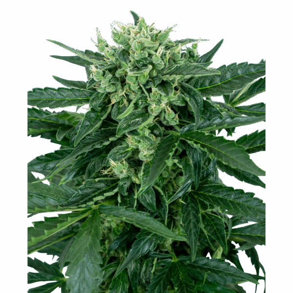 Sensi Amnesia Auto