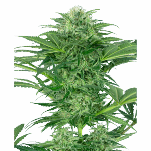 Skunk Dream CBD Fem