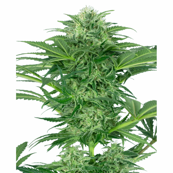 Skunk Dream CBD Fem