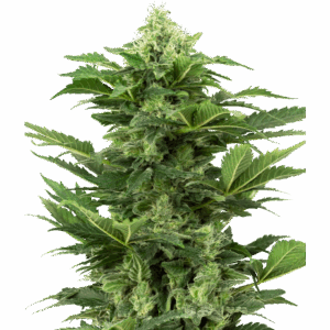 Afghan Pearl Auto CBD