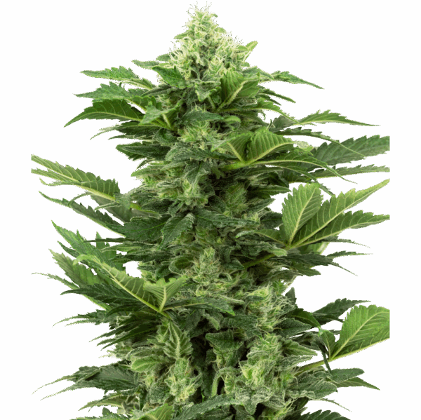 Afghan Pearl Auto CBD