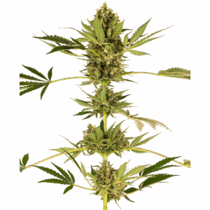 Himalayan CBD Fem