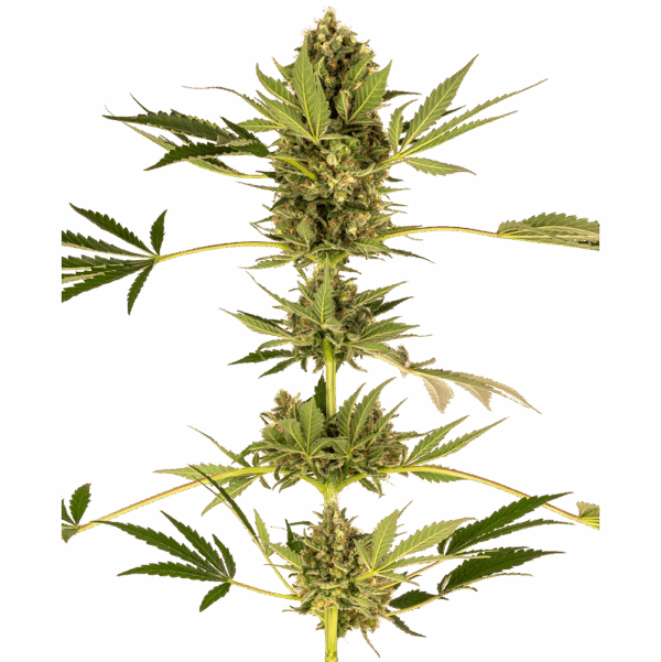 Himalayan CBD Fem