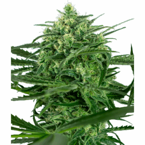 Sensi Amnesia Fem