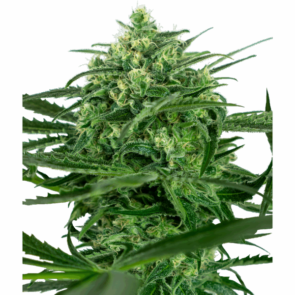 Sensi Amnesia Fem