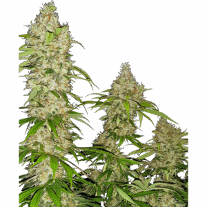 Banana Kush Cake Fem