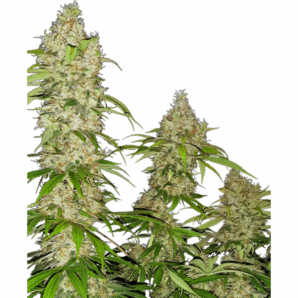 Banana Kush Cake Fem