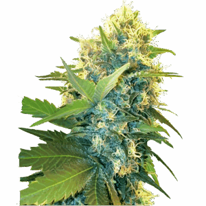 Double Kush Cake Fem