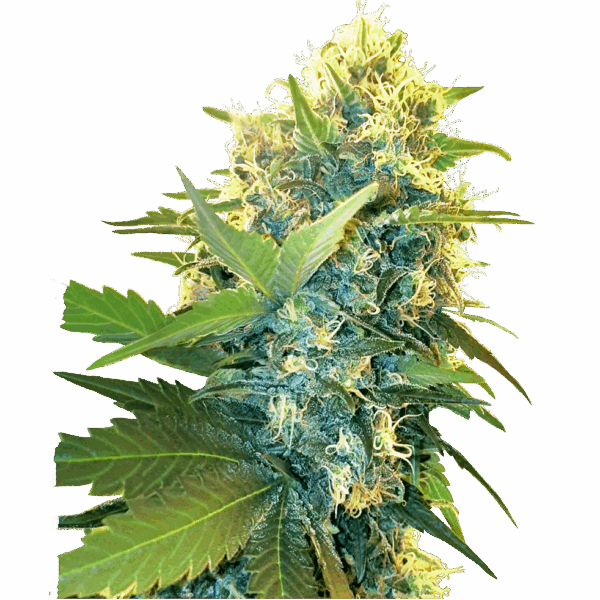Double Kush Cake Fem