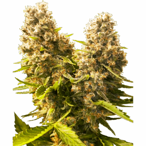 Banana Kush Cake Auto