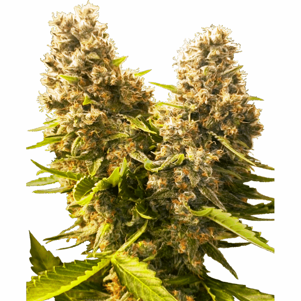 Banana Kush Cake Auto