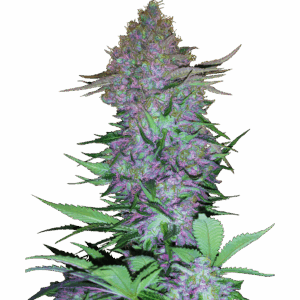 Purple Skunk Auto