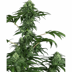 420 Punch Fem