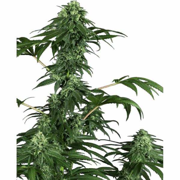 420 Punch Fem