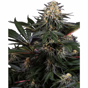 Lockdown Kush Fem