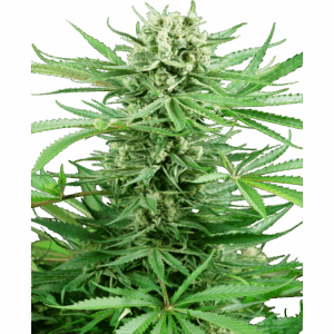 Papi Chulo OG Fem