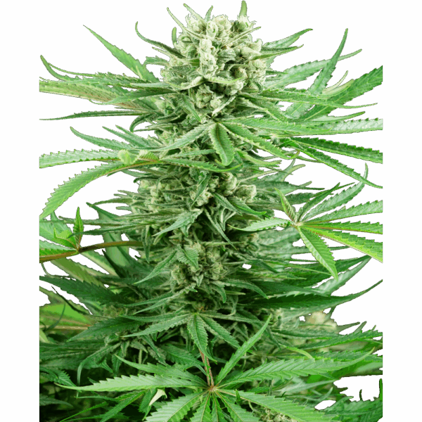Papi Chulo OG Fem