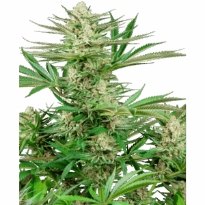 Malibu Gold OG Fem