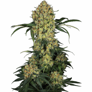 Aloha OG Fem