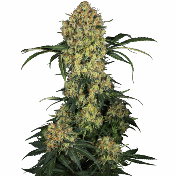 Aloha OG Fem