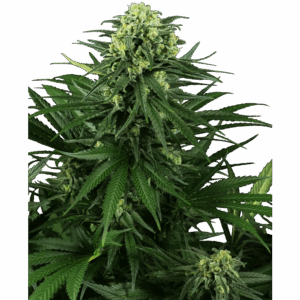 Honey Melon Kush Fem