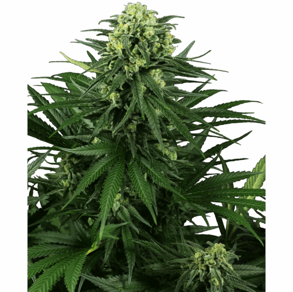 Honey Melon Kush Fem