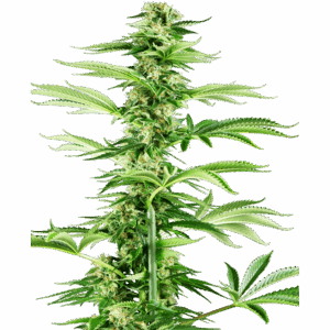 Honey Melon Haze Fem