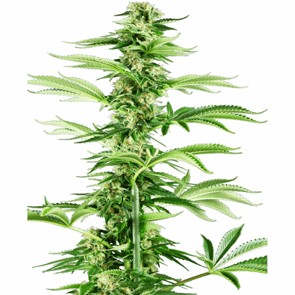 Honey Melon Haze Fem