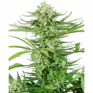 Cashew Kush Fem