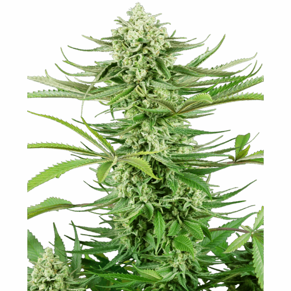 Cashew Kush Fem