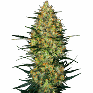 Caramellow Kush Auto
