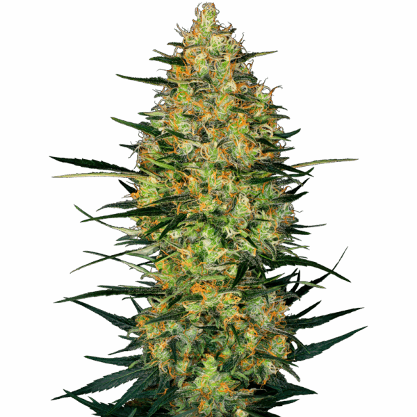 Caramellow Kush Auto