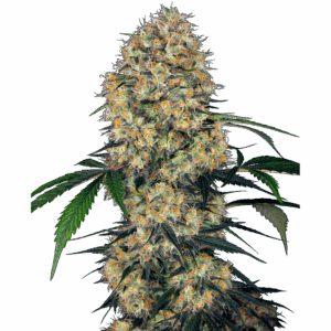 Sensi Amnesia XXL Auto