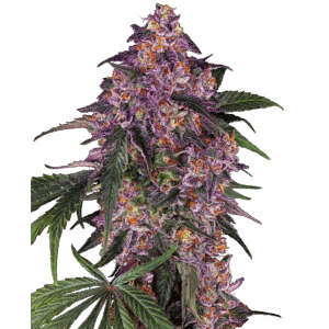 Sensi Purple Kush Fem