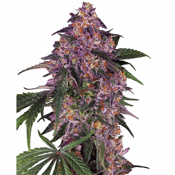 Sensi Purple Kush Fem