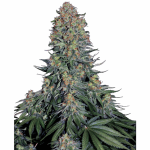Blue Skunk Fem