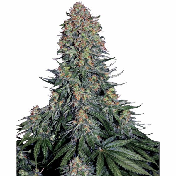 Blue Skunk Fem