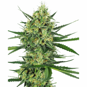 Tangerine Sugar Fem