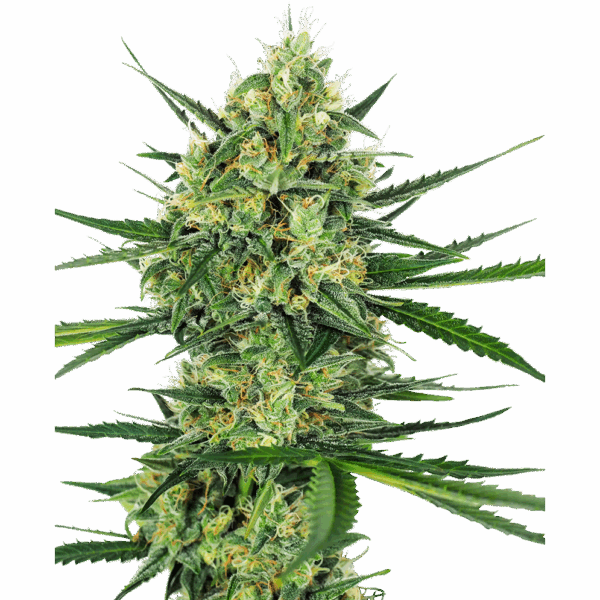 Tangerine Sugar Fem