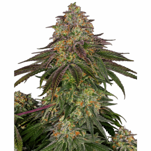 Sweet Cherry Kush Fem