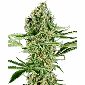 Critical Runtz Fem