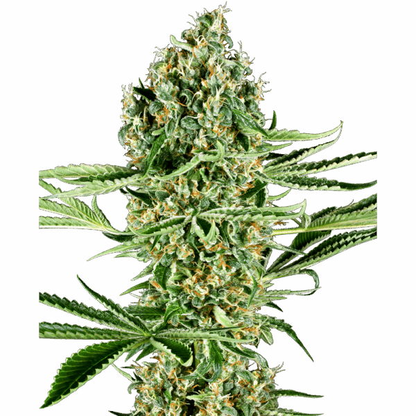 Critical Runtz Fem