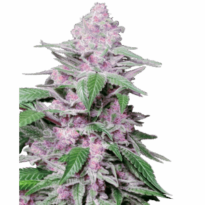 Purple Cookie Kush Fem