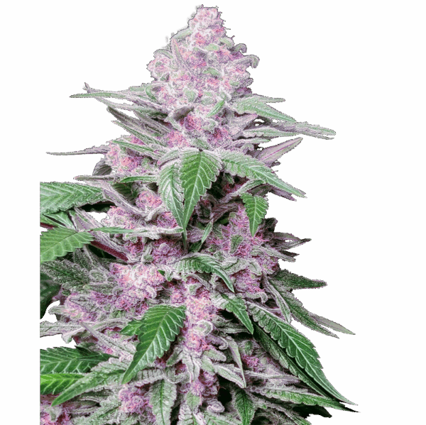 Purple Cookie Kush Fem