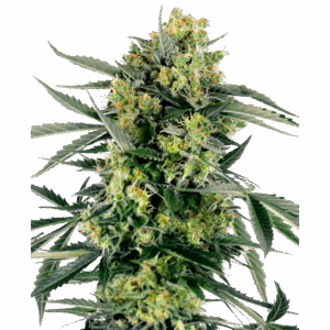 Blue Berry Skittlez Auto