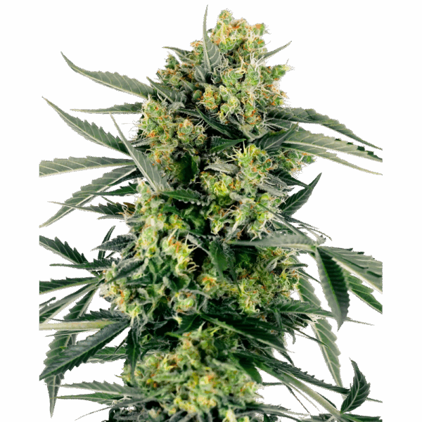 Blue Berry Skittlez Auto