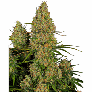Sticky Orange XXL Auto