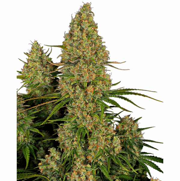 Sticky Orange XXL Auto
