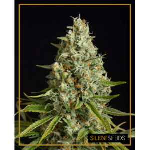 Amnesia Lemon Fem